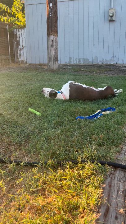 Enlarge Sharkie, an adoptable American Bully in Pasco, WA video 6/6