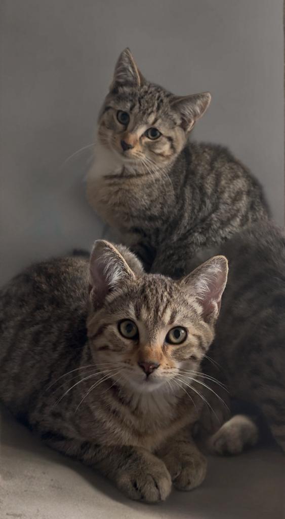 Enlarge Summit, Flurry or Blizzard , a Adoptable mixed breed in Providence, RI image 2/5