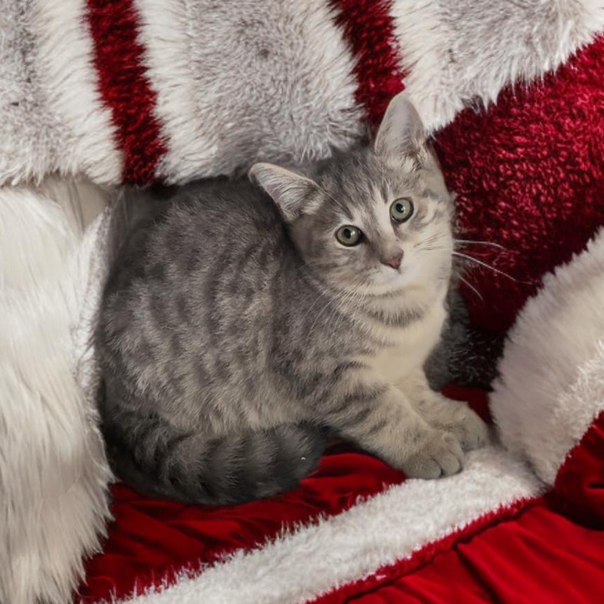 Enlarge Summit, Flurry or Blizzard , a Adoptable mixed breed in Providence, RI image 1/5