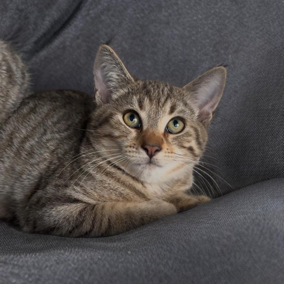 Enlarge Summit, Flurry or Blizzard , a Adoptable mixed breed in Providence, RI image 4/5