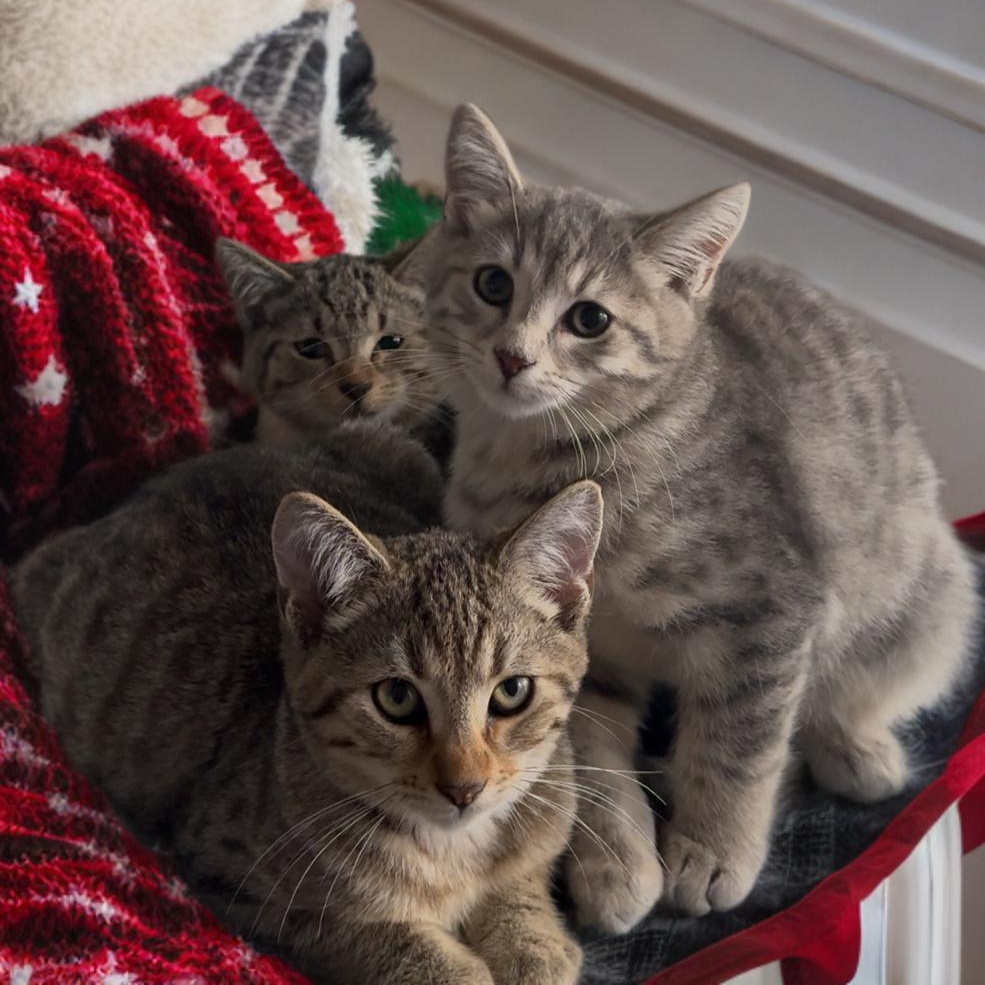 Enlarge Summit, Flurry or Blizzard , a Adoptable mixed breed in Providence, RI image 5/5