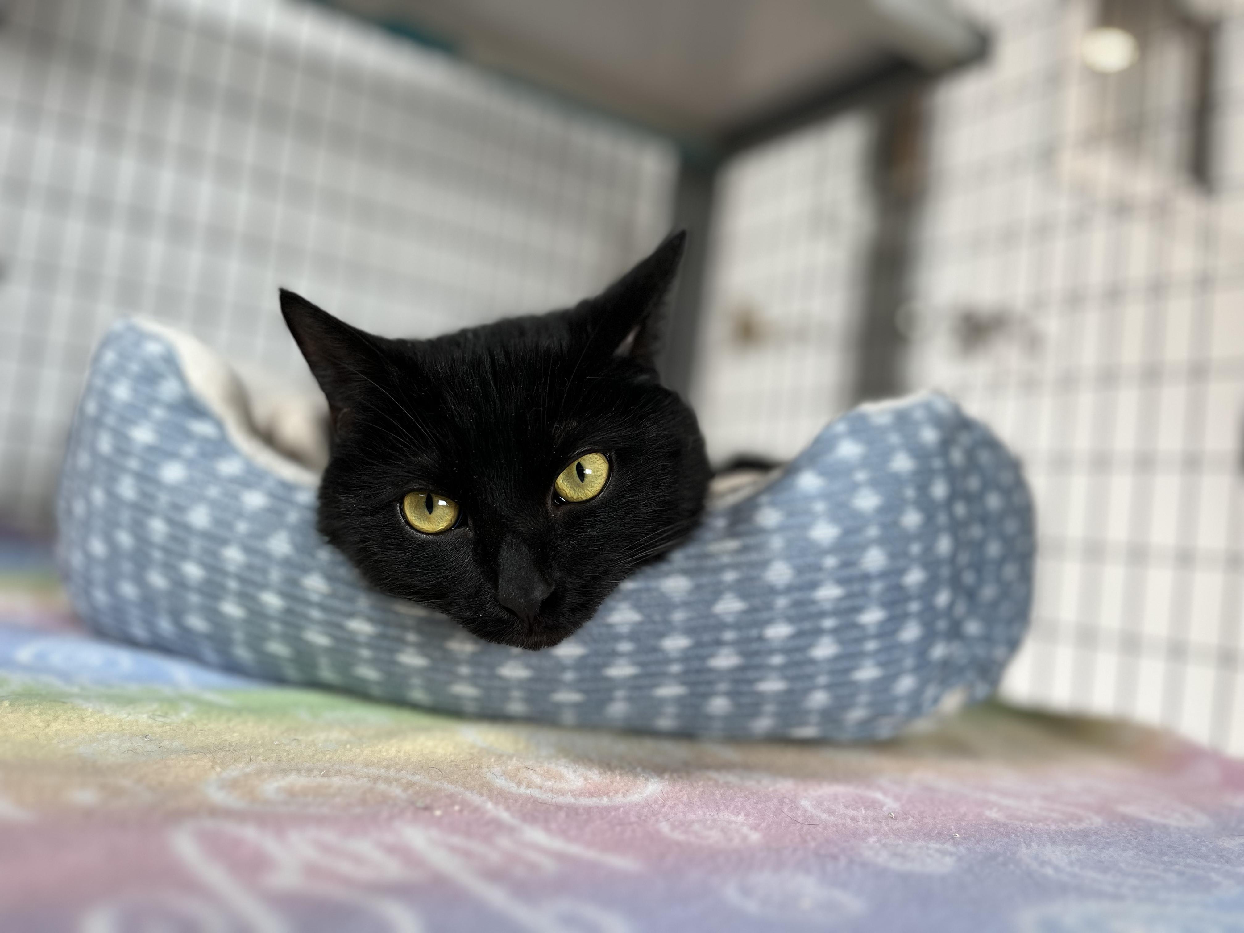 Enlarge Will, an adopted American Shorthair in Hull, MA image 3/6