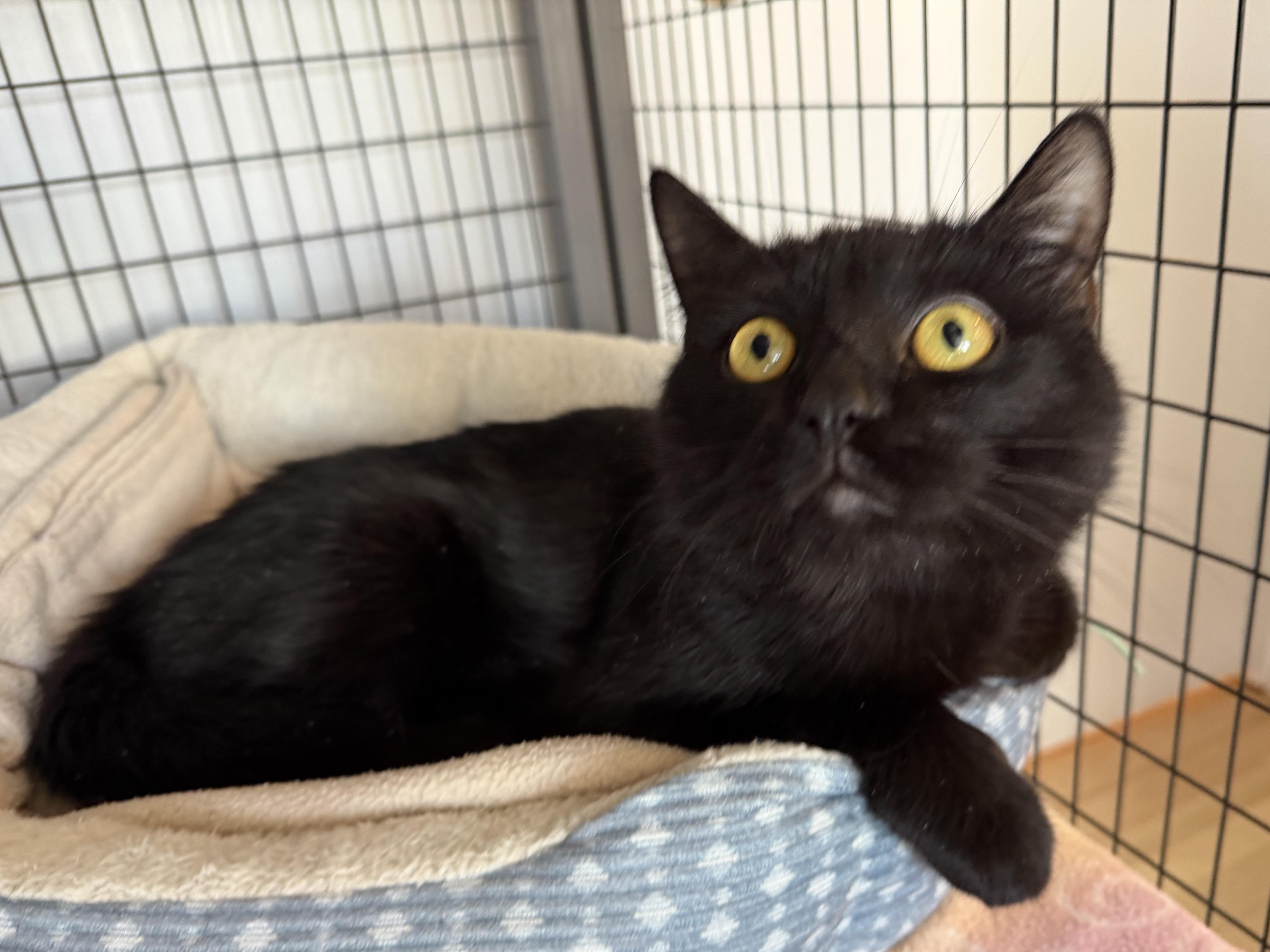 Enlarge Will, a ADOPTABLE American Shorthair in Hull, MA image 2/6