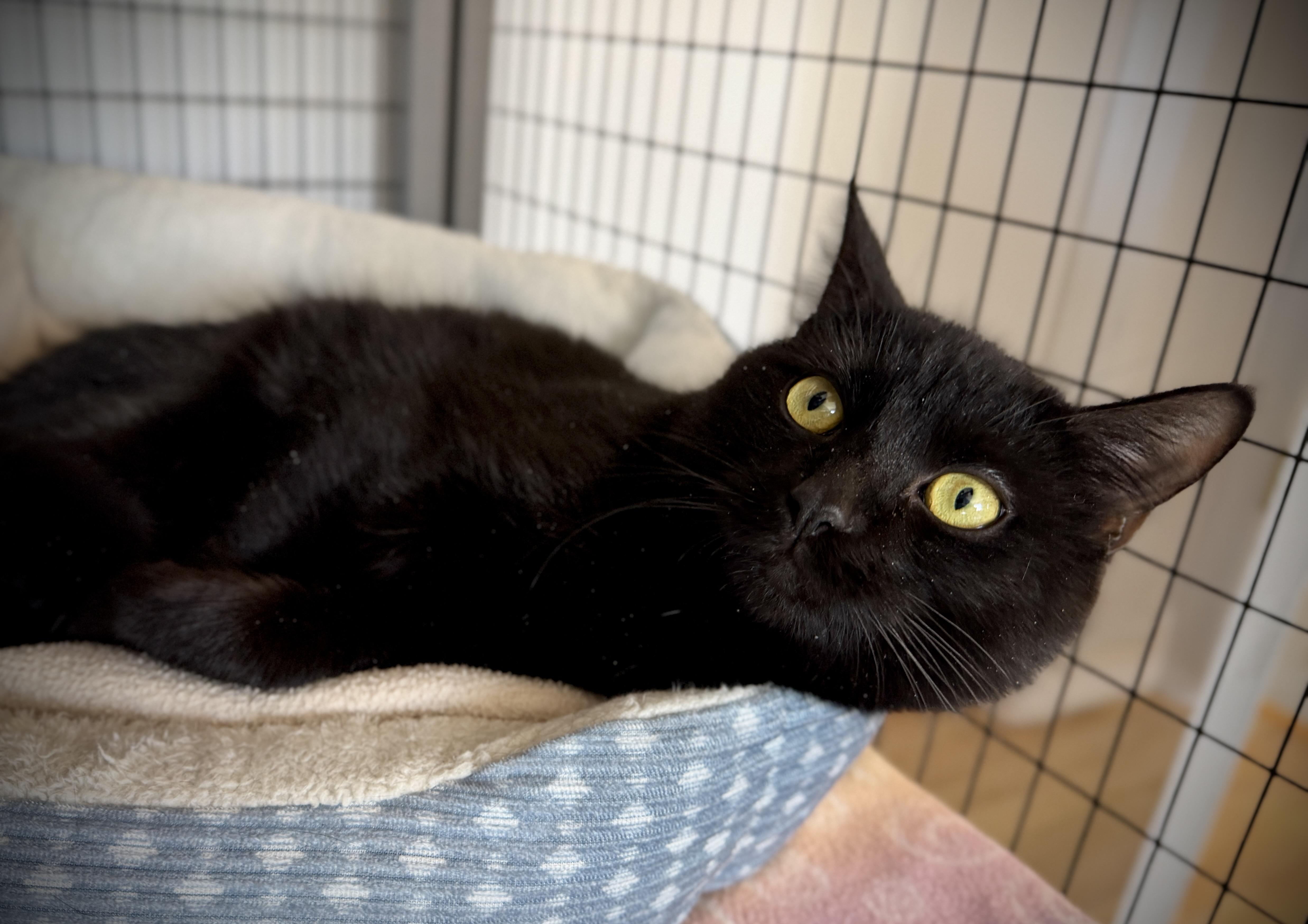 Enlarge Will, a ADOPTABLE American Shorthair in Hull, MA image 3/6