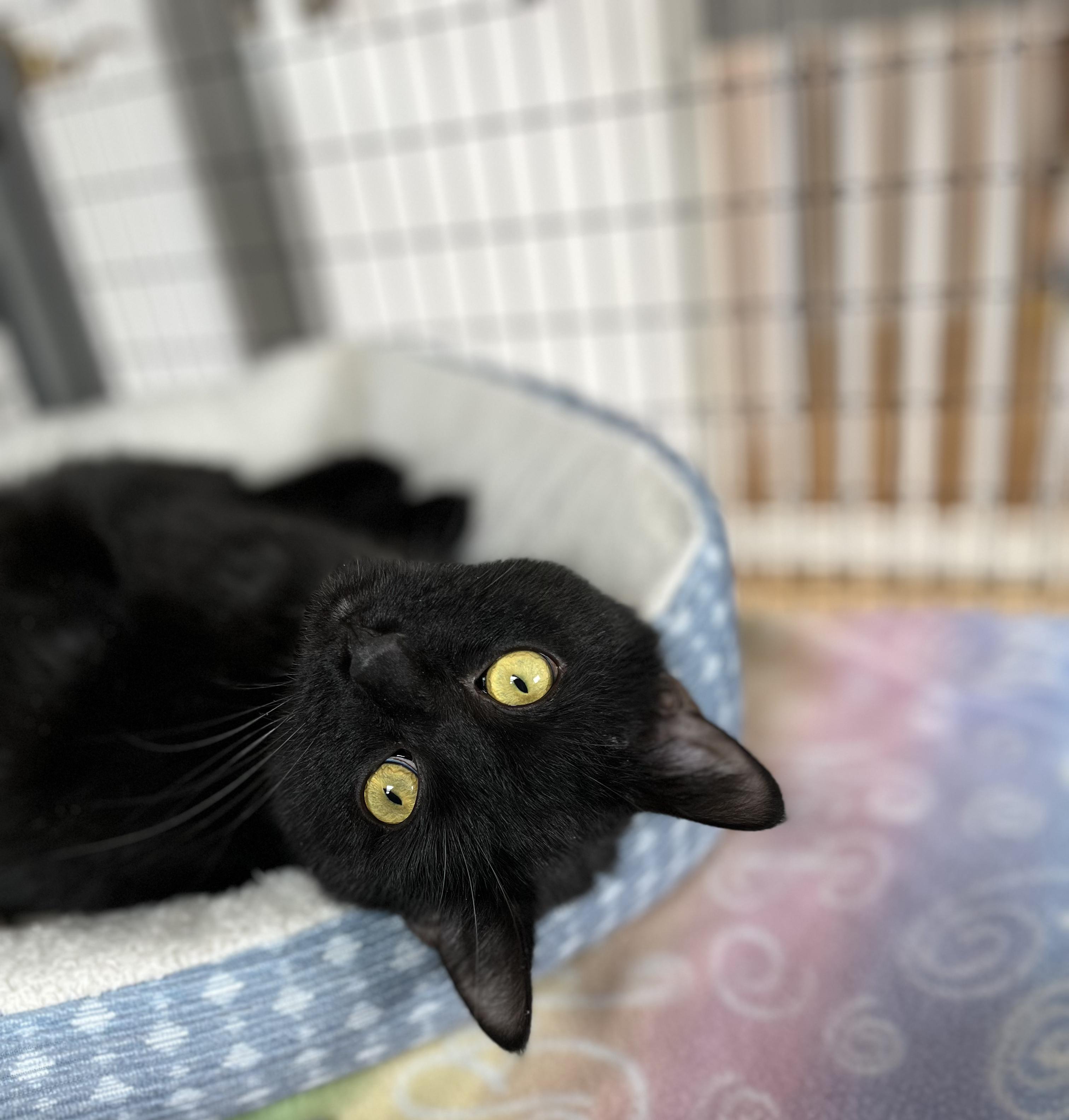 Will, adopted, Young Male American Shorthair.