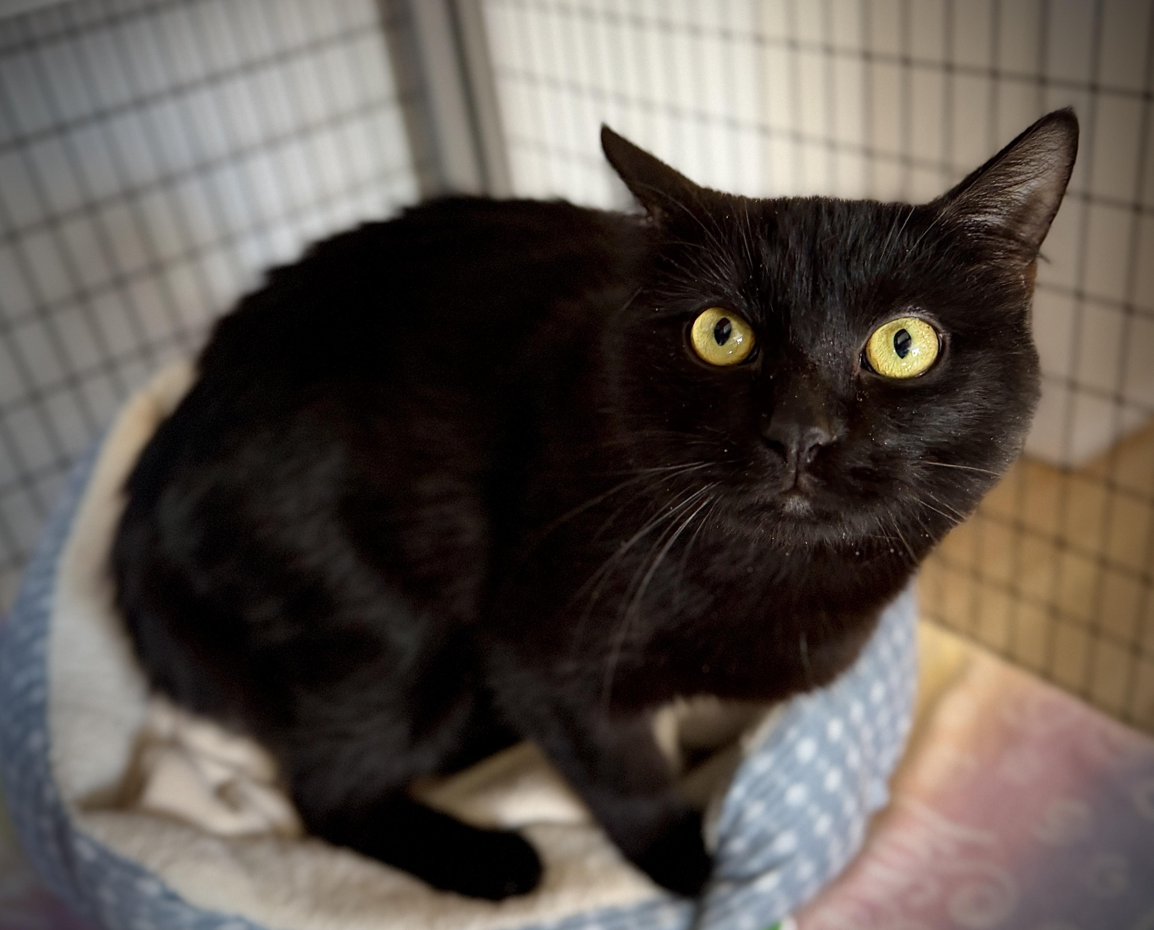 Will, ADOPTABLE, Young Male American Shorthair.