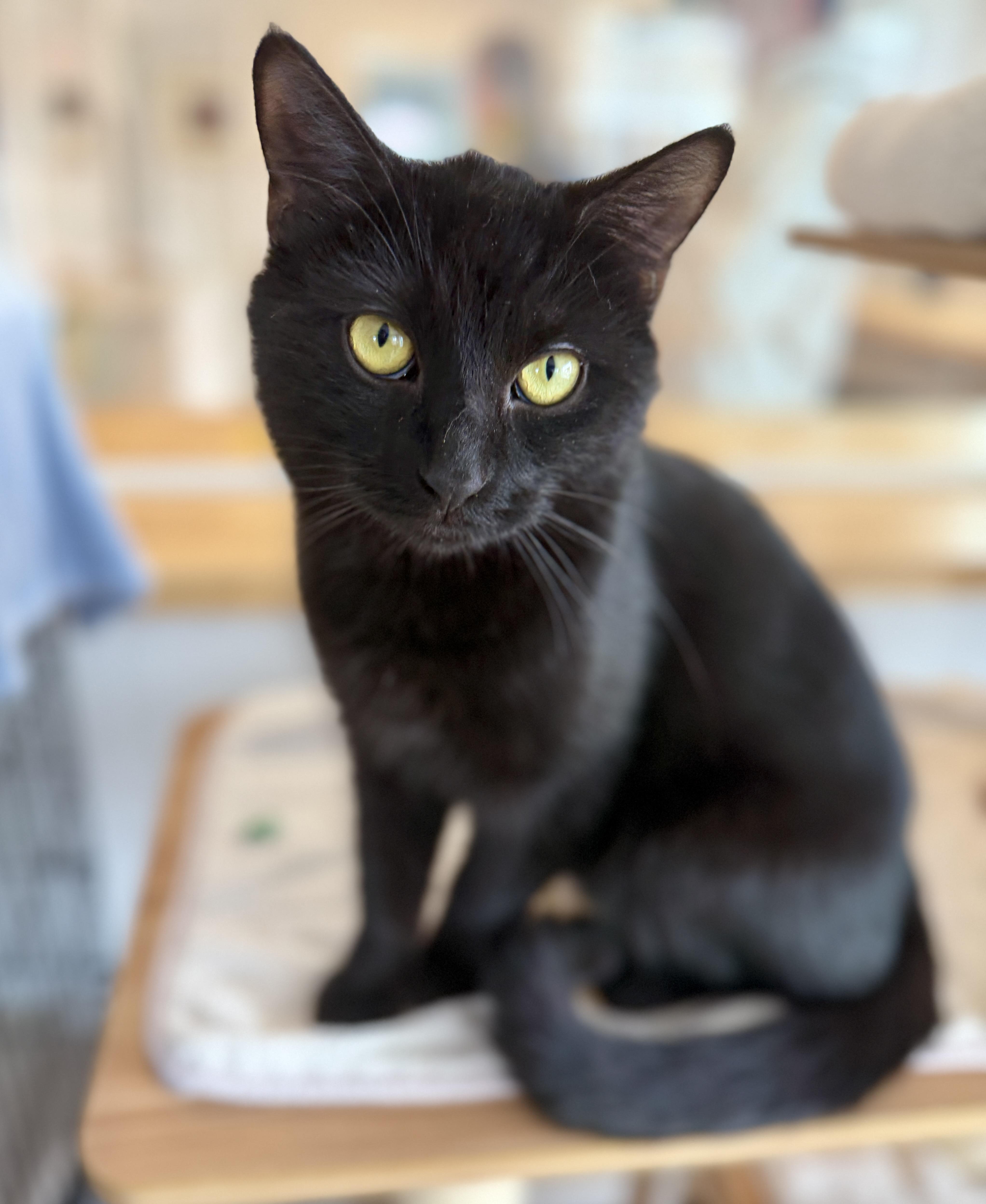 Enlarge Will, an adopted American Shorthair in Hull, MA image 4/6