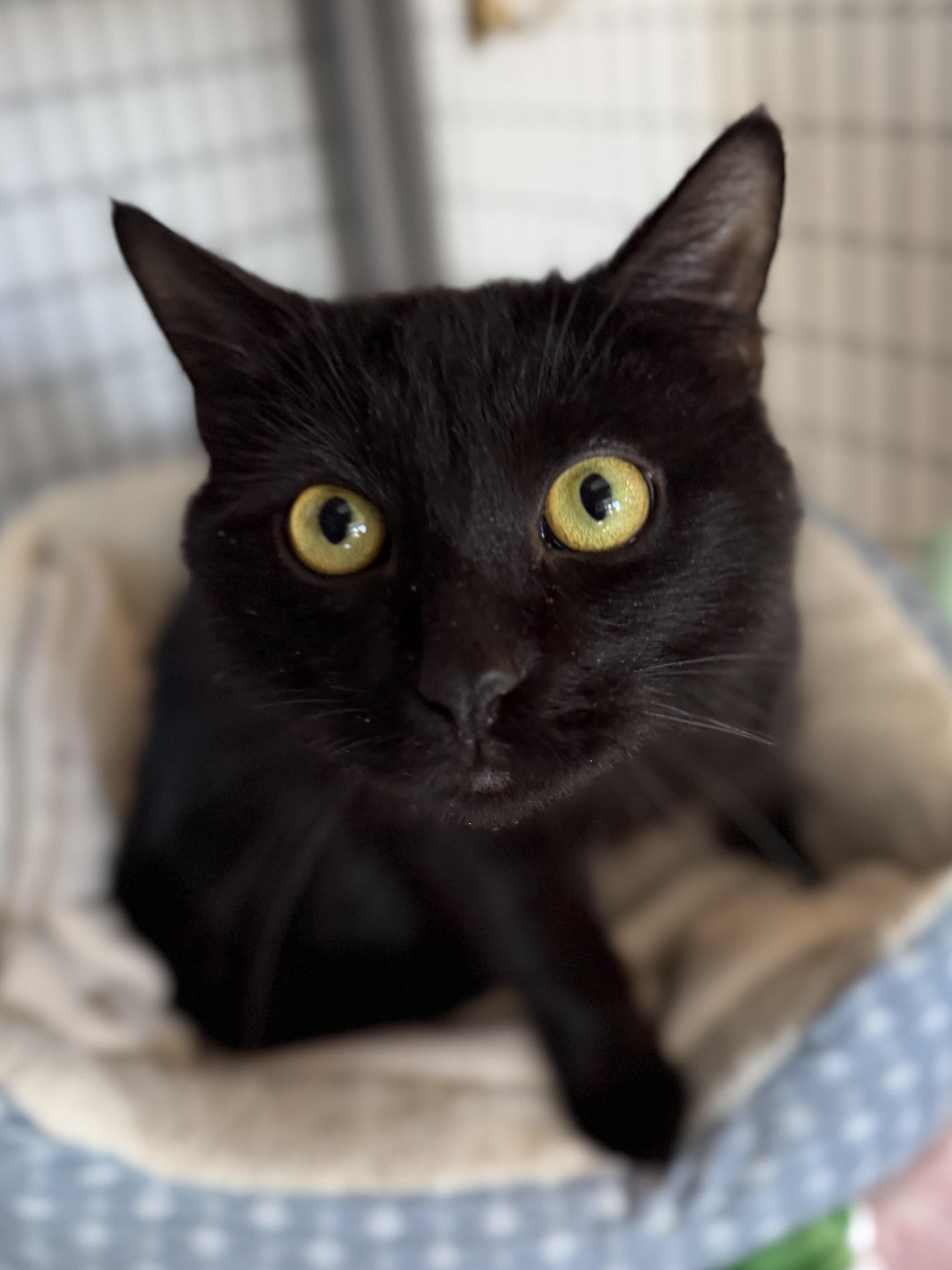 Enlarge Will, a ADOPTABLE American Shorthair in Hull, MA image 4/6