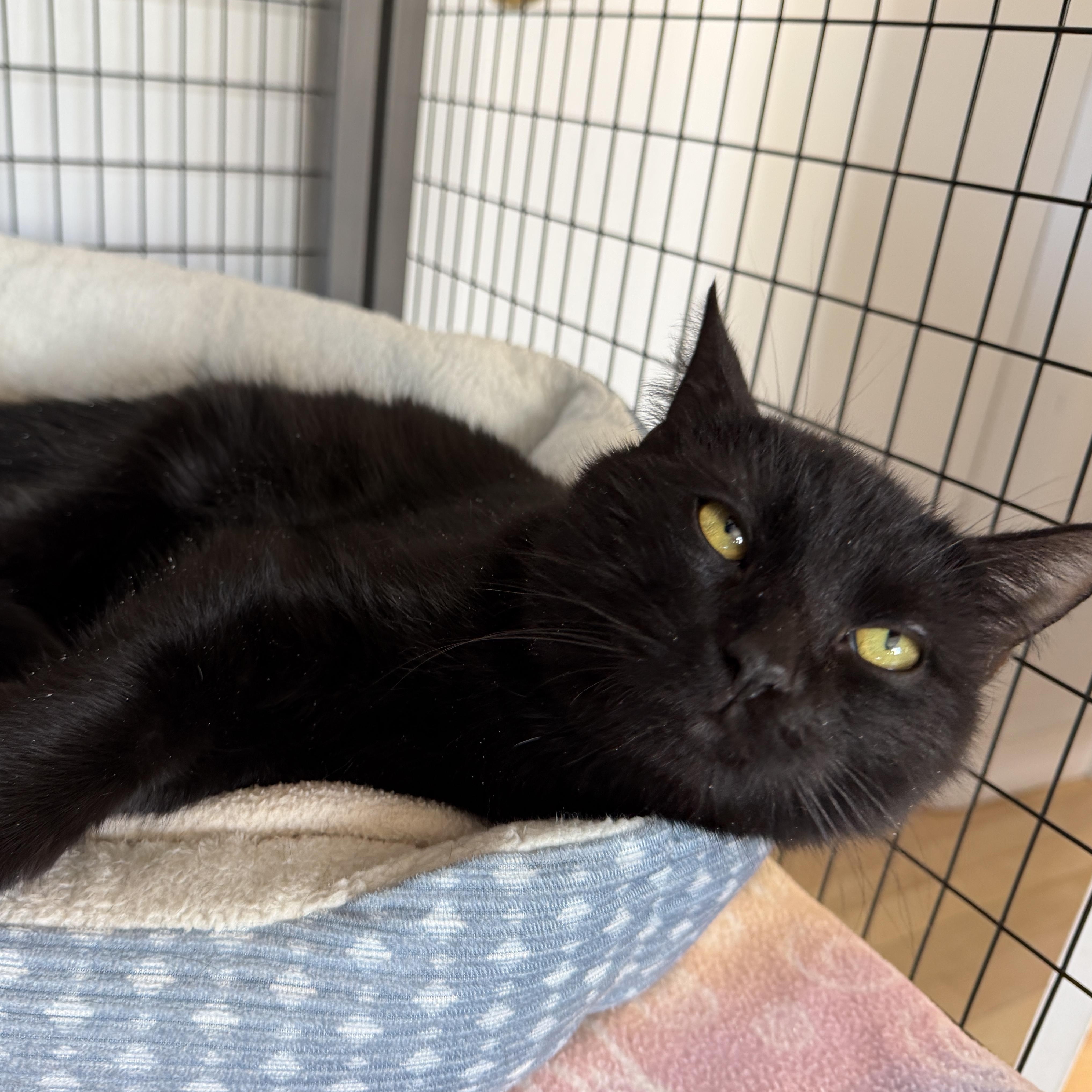 Enlarge Will, a ADOPTABLE American Shorthair in Hull, MA image 5/6