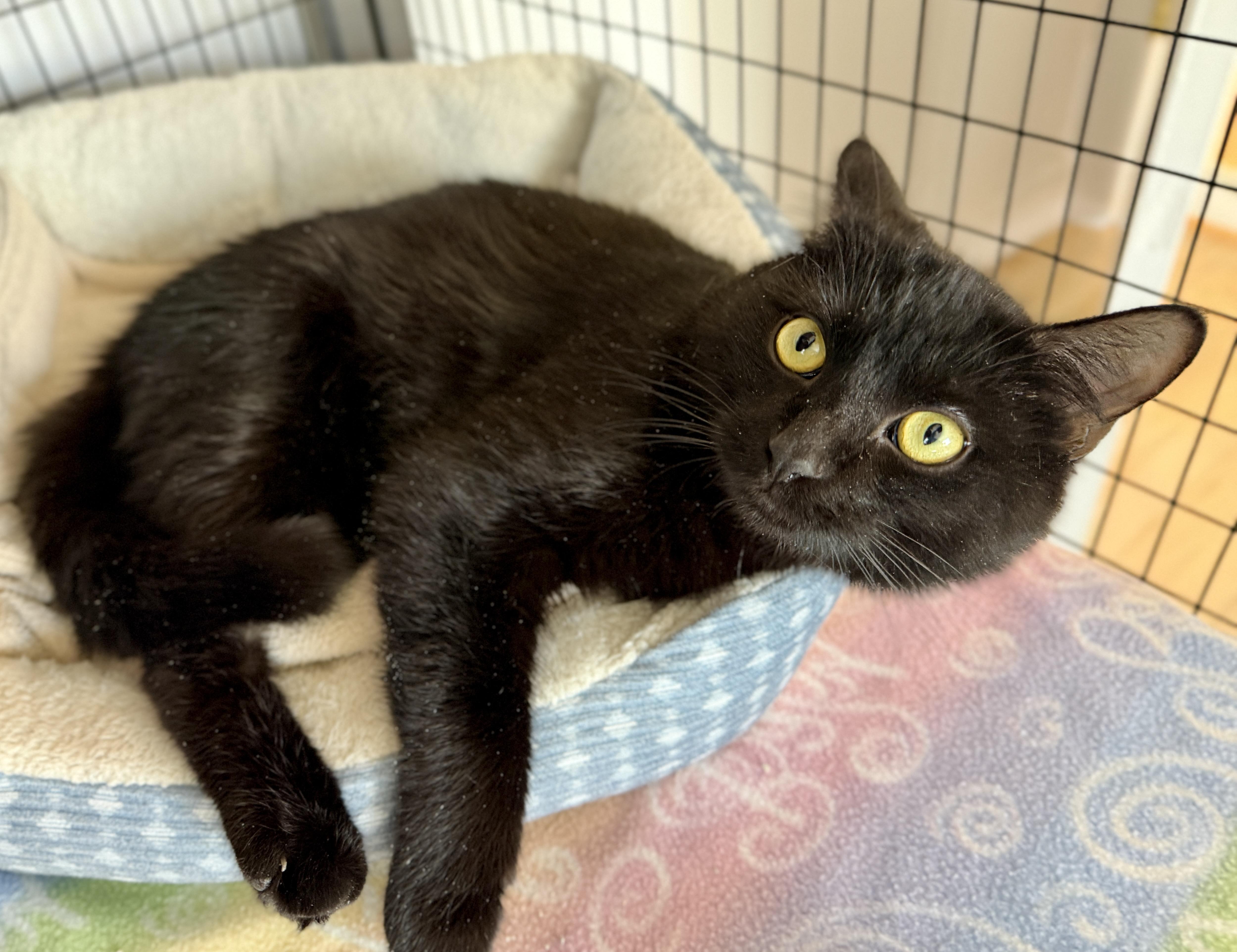 Enlarge Will, a ADOPTABLE American Shorthair in Hull, MA image 6/6