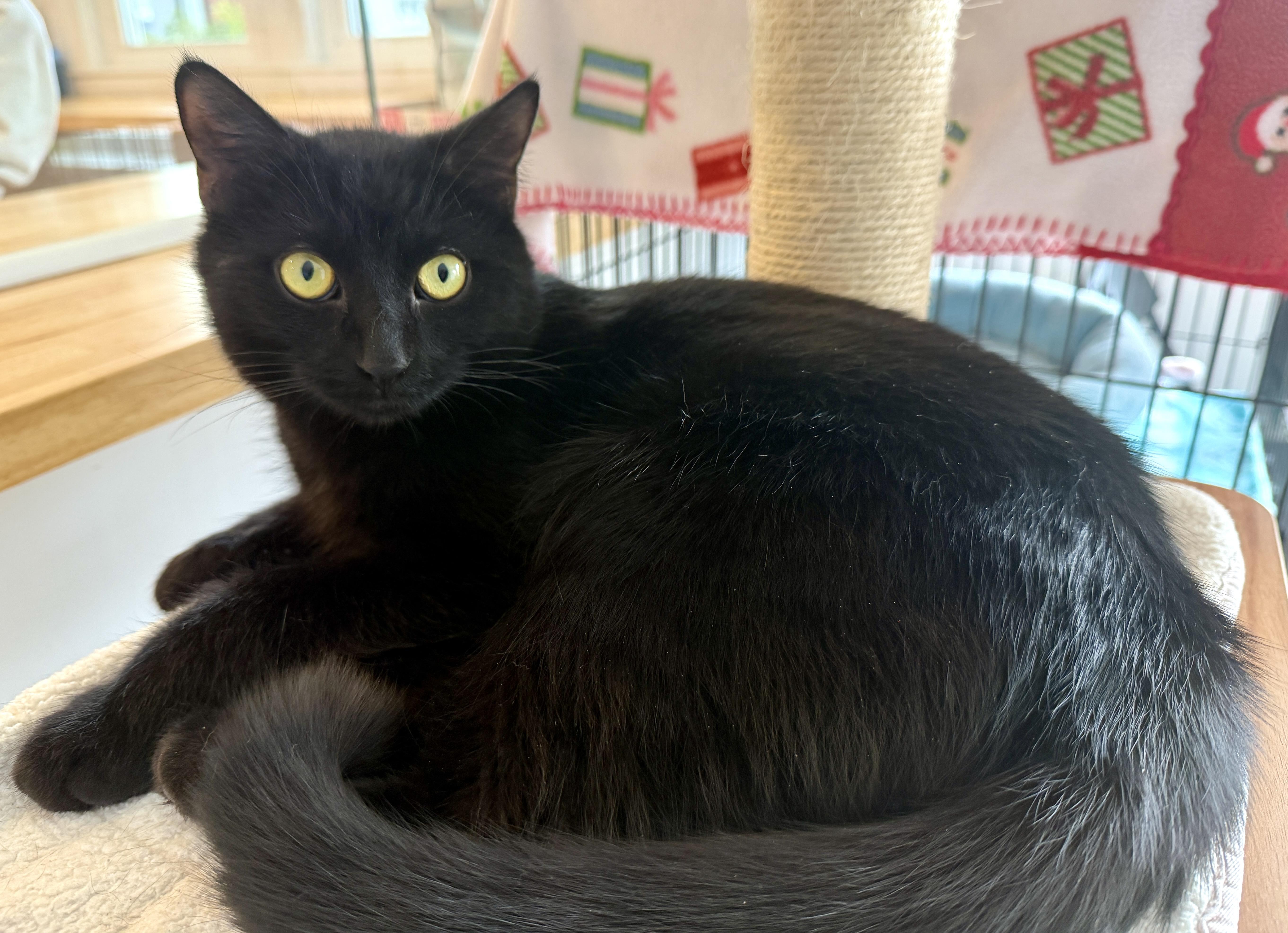 Enlarge Will, an adopted American Shorthair in Hull, MA image 6/6