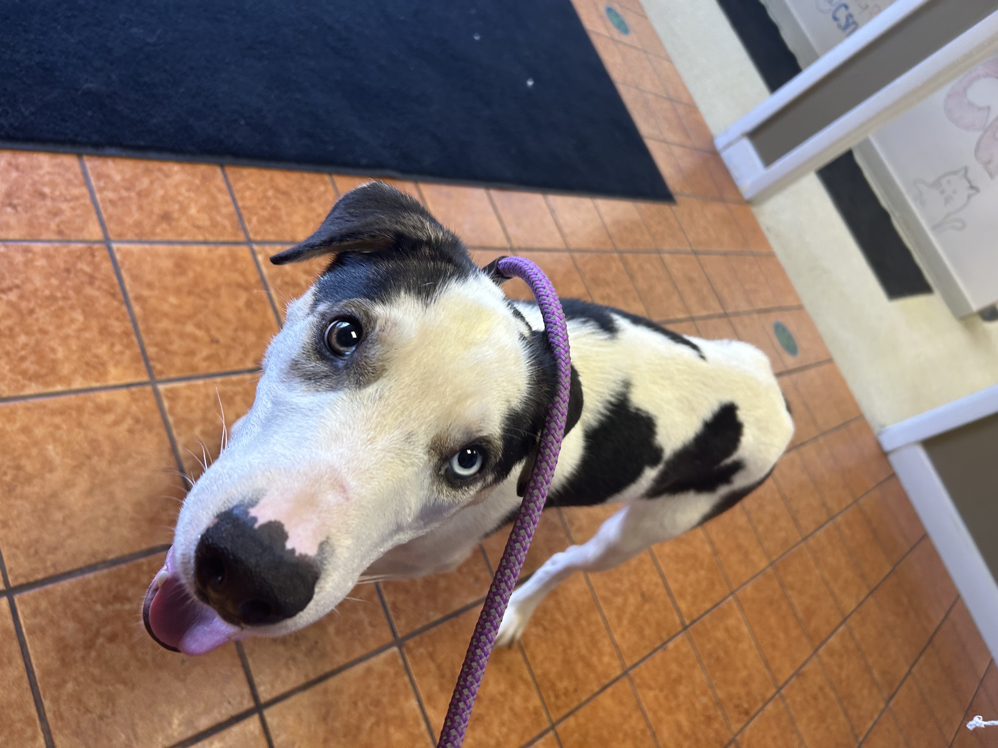 Enlarge Otis, a Adoptable Husky in fennville, MI image 4/6