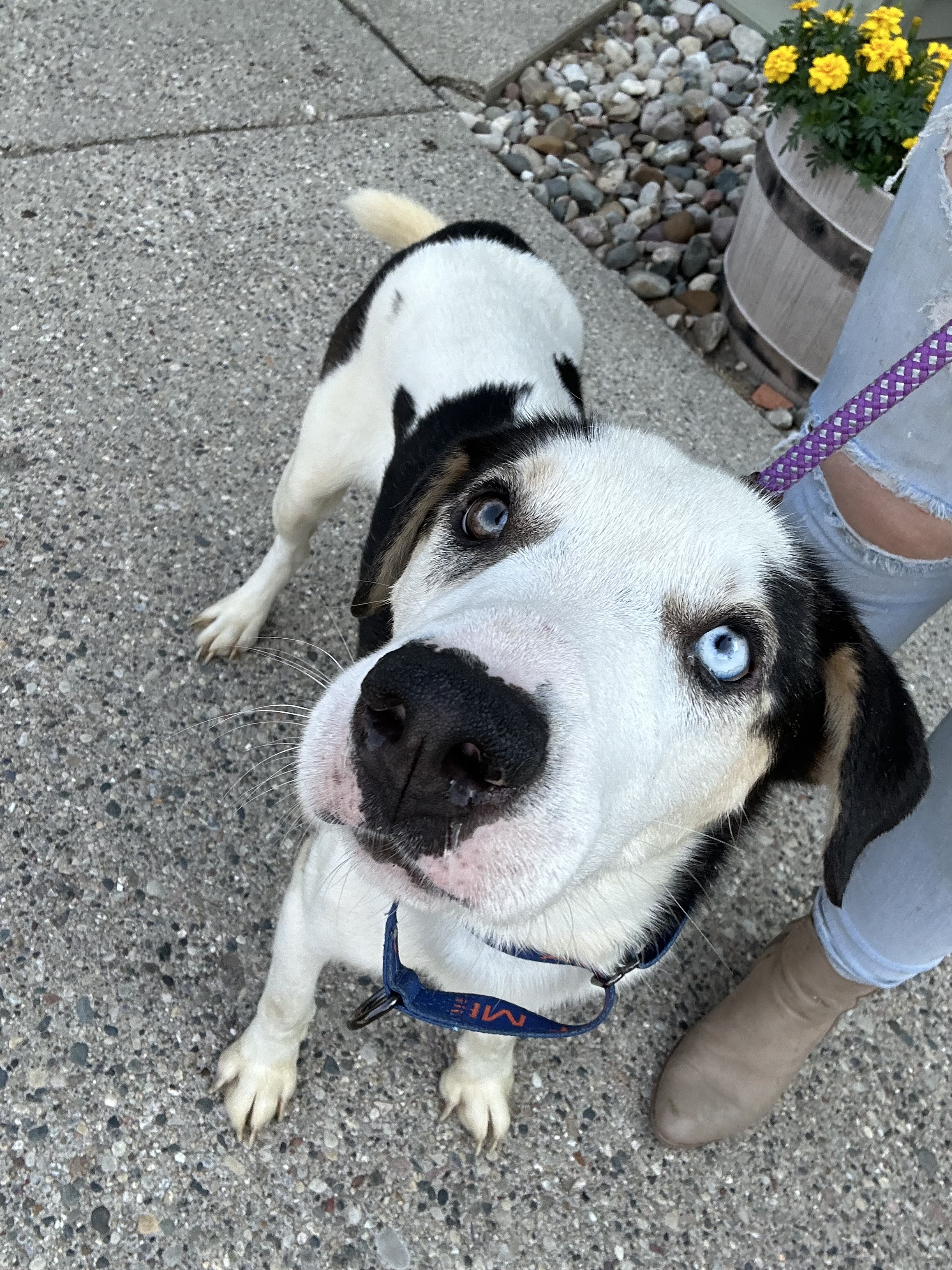 Otis, Adoptable, Adult Male Husky.