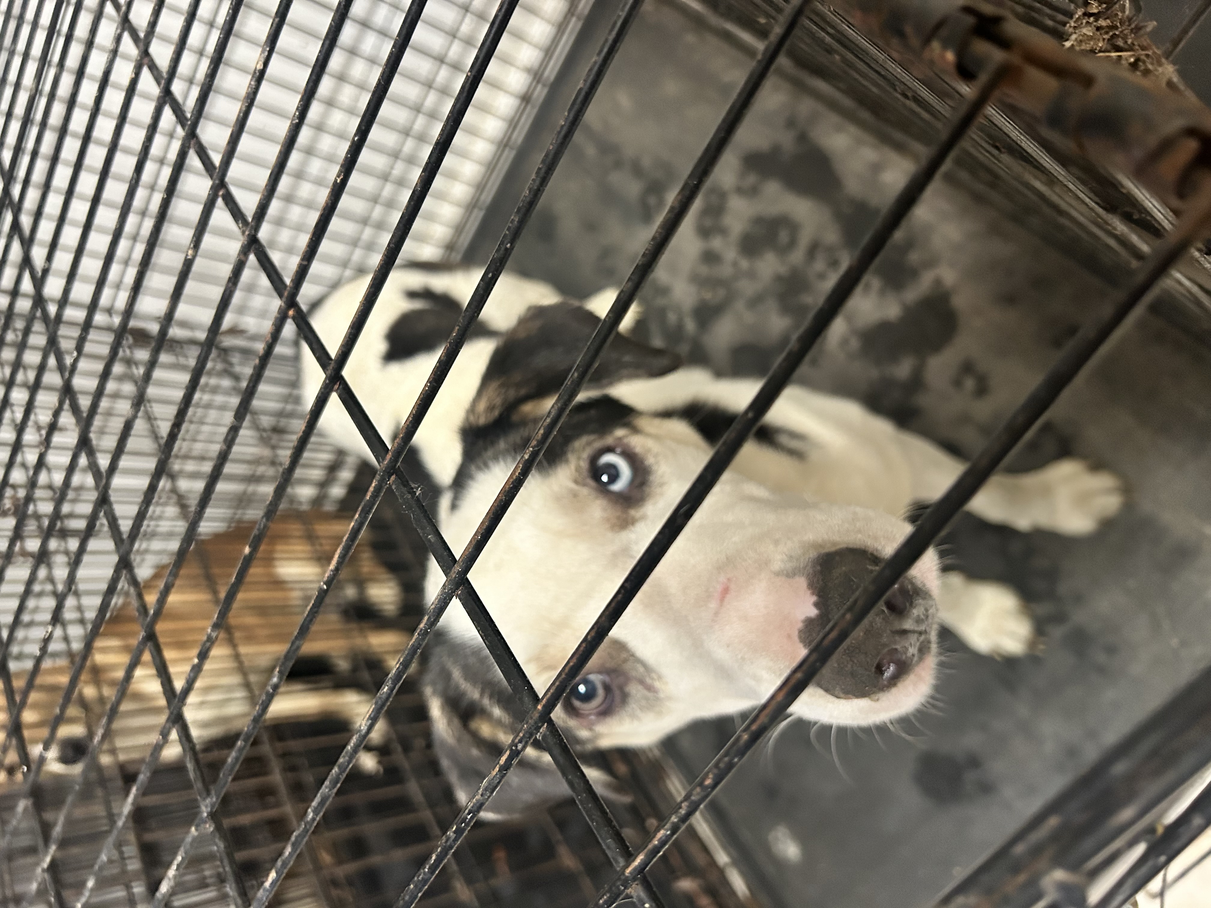 Enlarge Otis, a Adoptable Husky in fennville, MI image 3/6