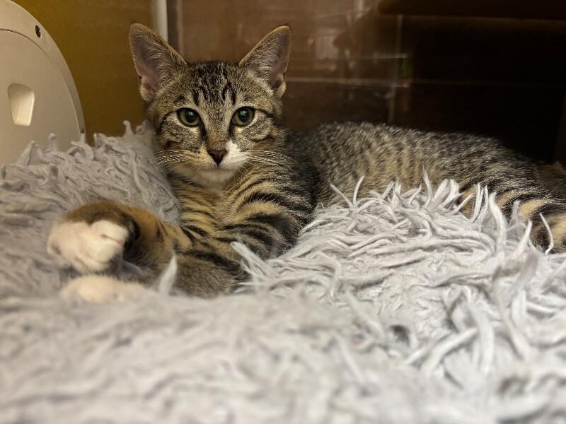 Enlarge Golden Eagle, a Adoptable Domestic Short Hair in Westminster, CO image 1/6