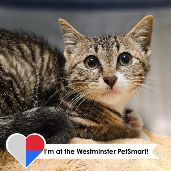 Golden Eagle, Adoptable, Young Male Domestic Short Hair.