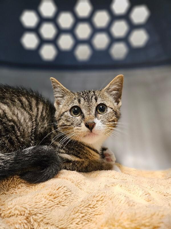 Enlarge Golden Eagle, a Adoptable Domestic Short Hair in Westminster, CO image 5/6