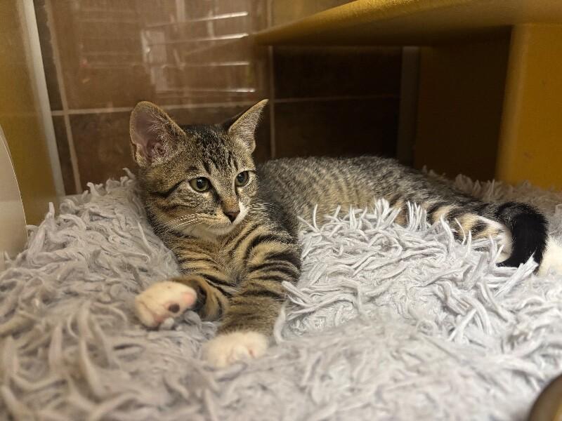 Enlarge Golden Eagle, a Adoptable Domestic Short Hair in Westminster, CO image 3/6