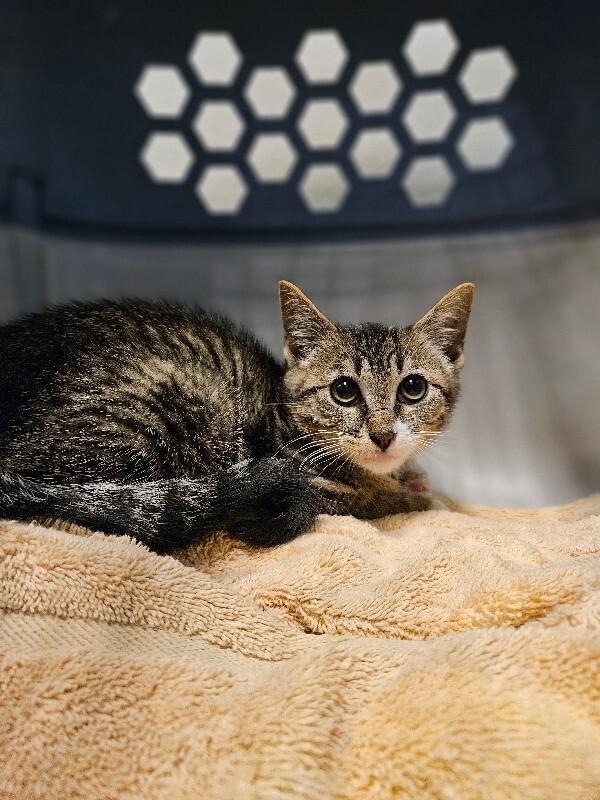 Enlarge Golden Eagle, a Adoptable Domestic Short Hair in Westminster, CO image 6/6