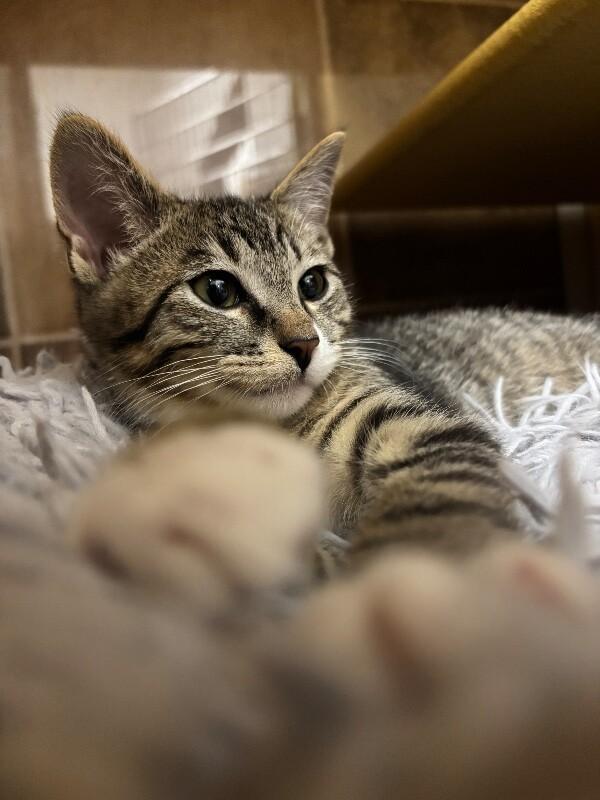 Enlarge Golden Eagle, a Adoptable Domestic Short Hair in Westminster, CO image 4/6