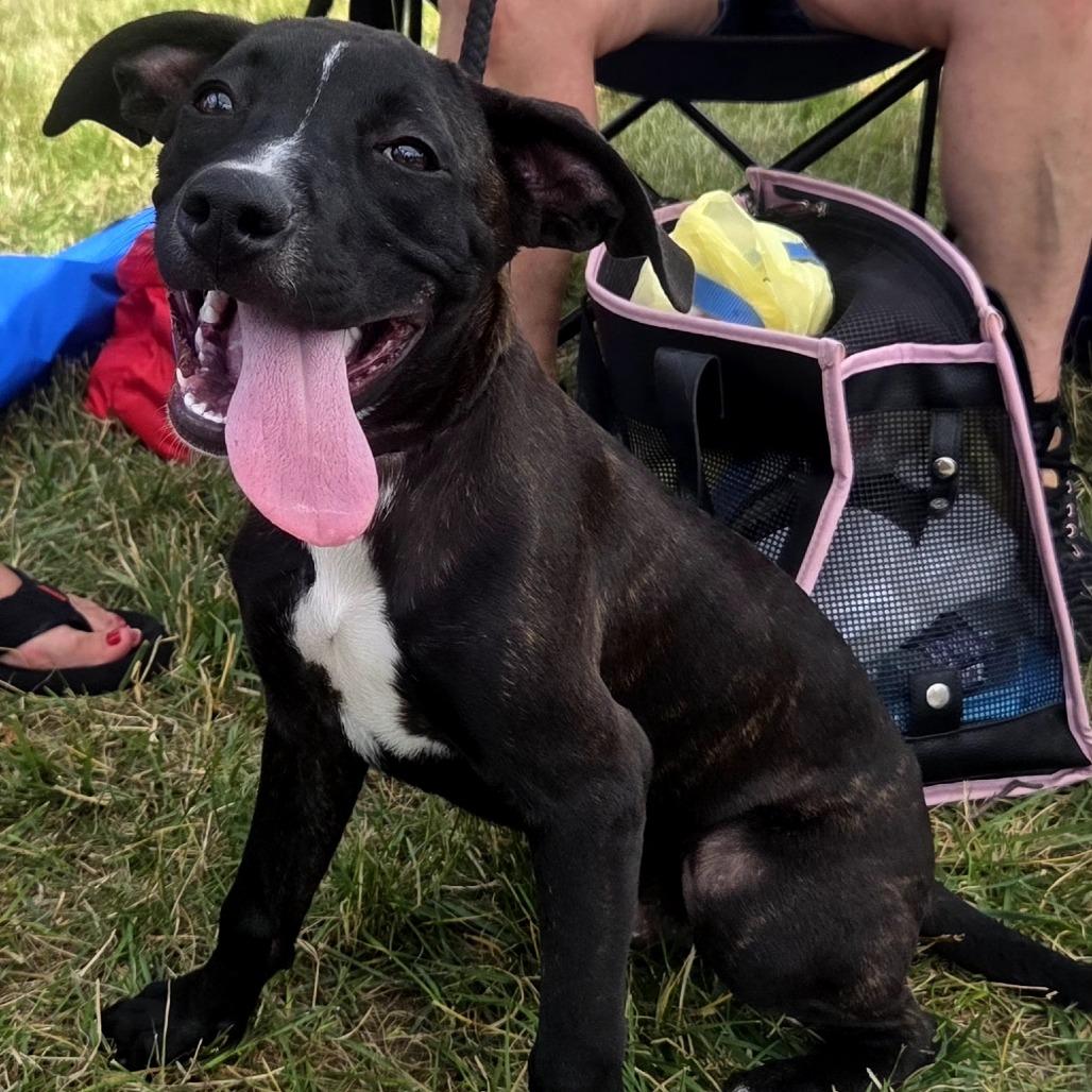 Tyrik, a Adoptable Mixed Breed in Lima, OH image 4/4