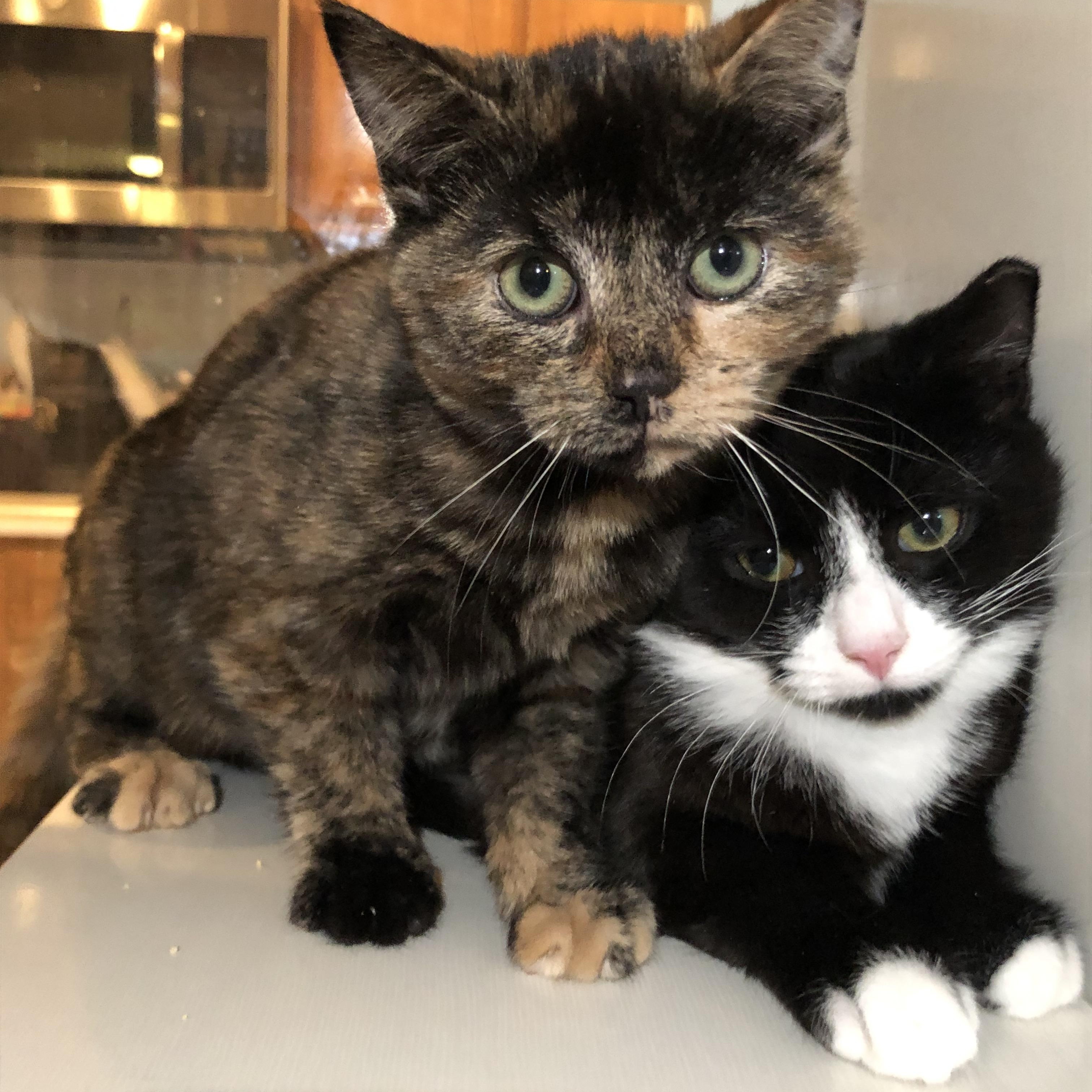 Enlarge Sydney, an adopted Domestic Short Hair in Salisbury, MA image 1/4