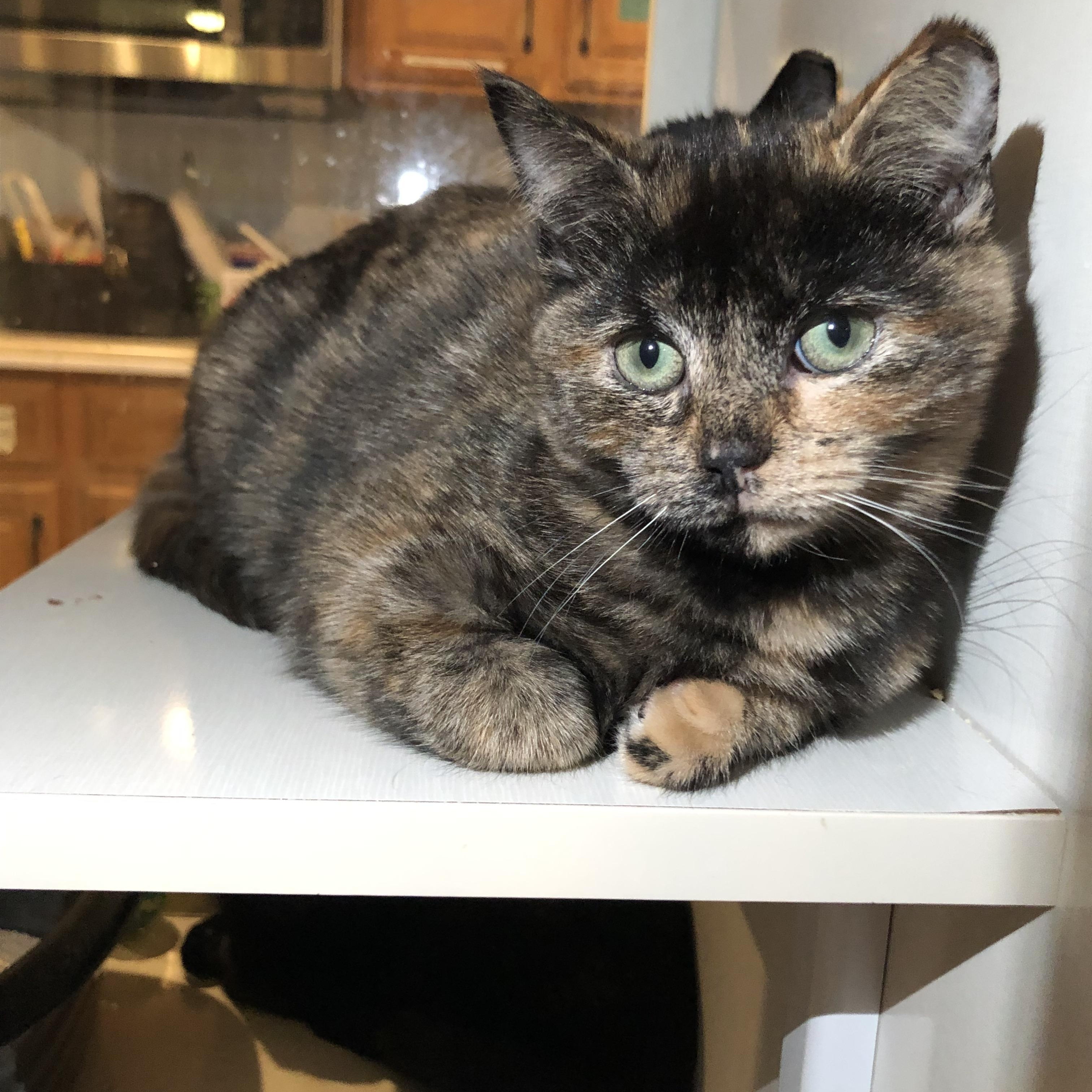 Enlarge Sydney, an adopted Domestic Short Hair in Salisbury, MA image 2/4