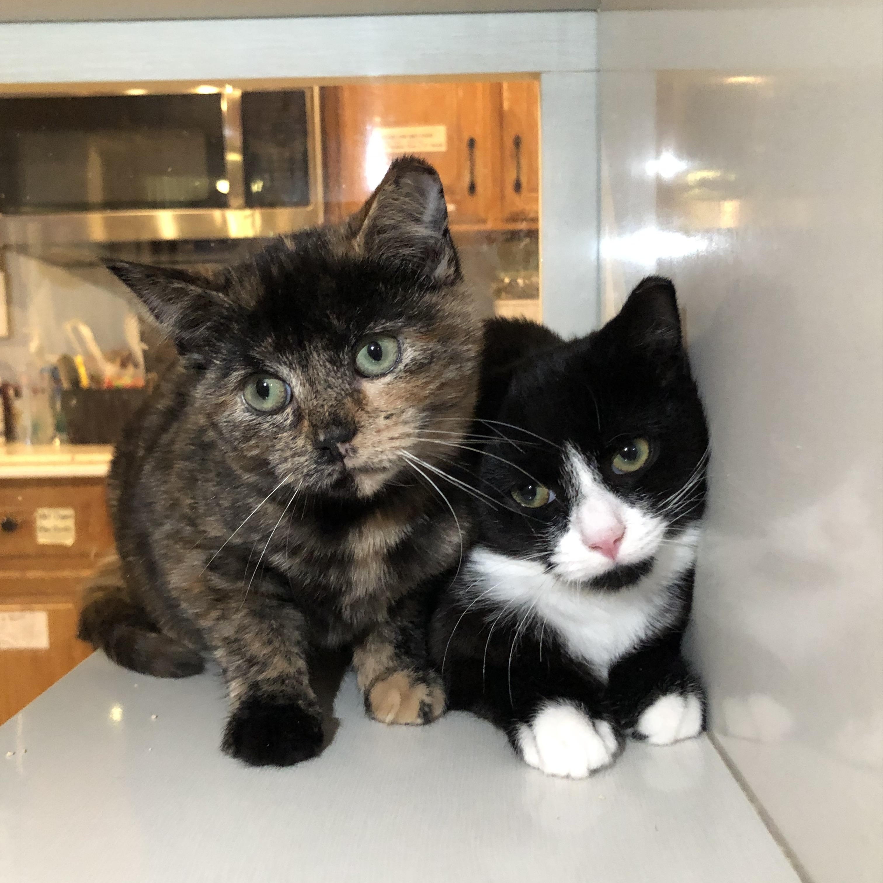 Enlarge Sydney, an adopted Domestic Short Hair in Salisbury, MA image 3/4