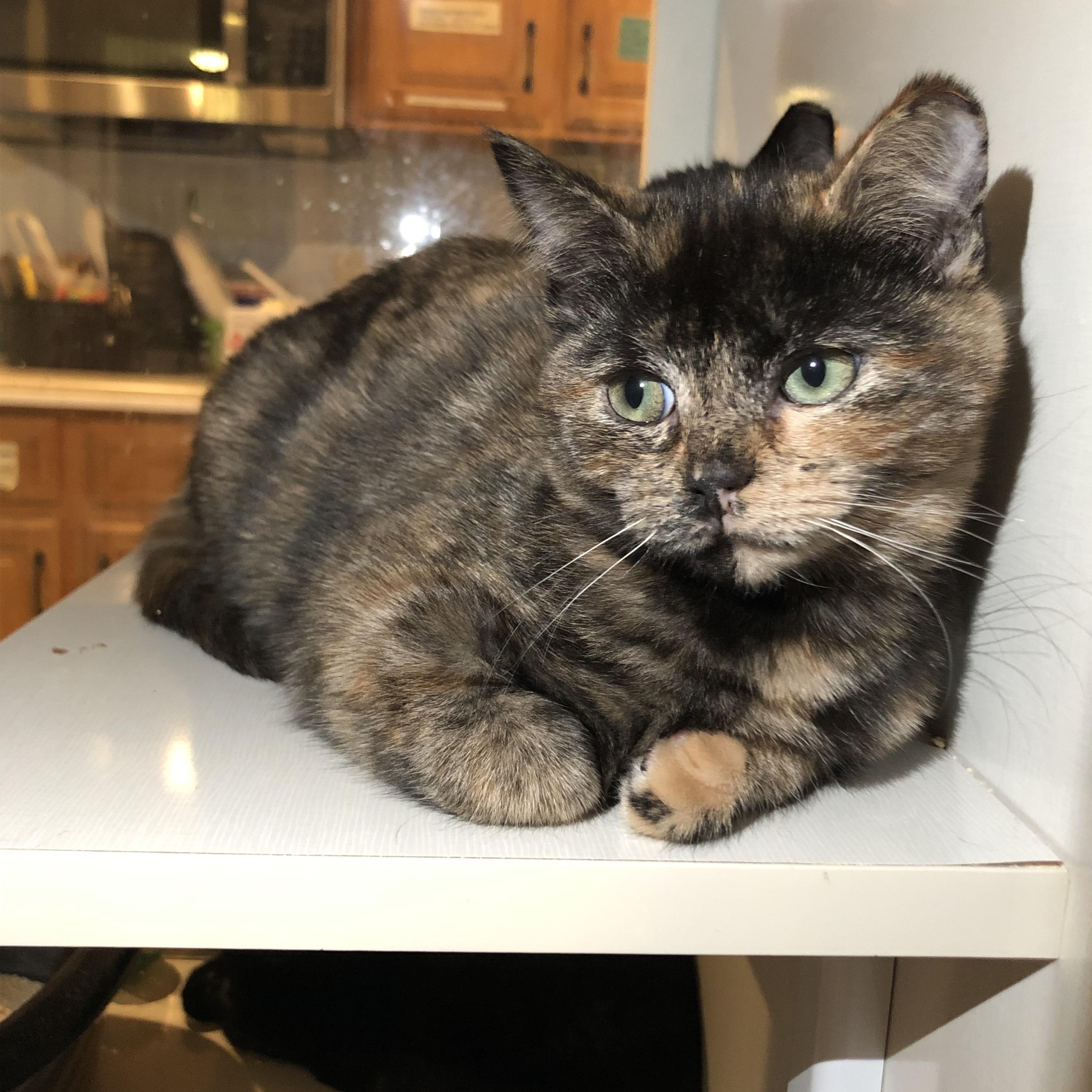 Enlarge Sydney, an adopted Domestic Short Hair in Salisbury, MA image 4/4