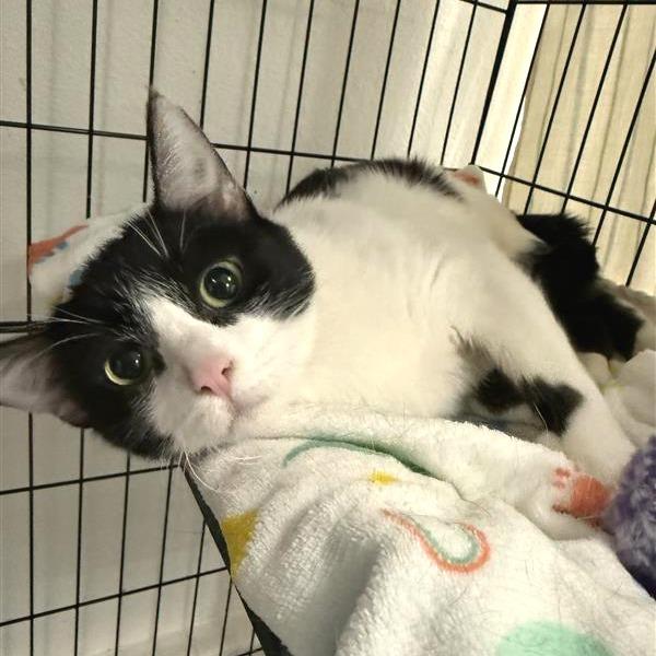 Parmesan, Adoptable, Young Female Domestic Short Hair.