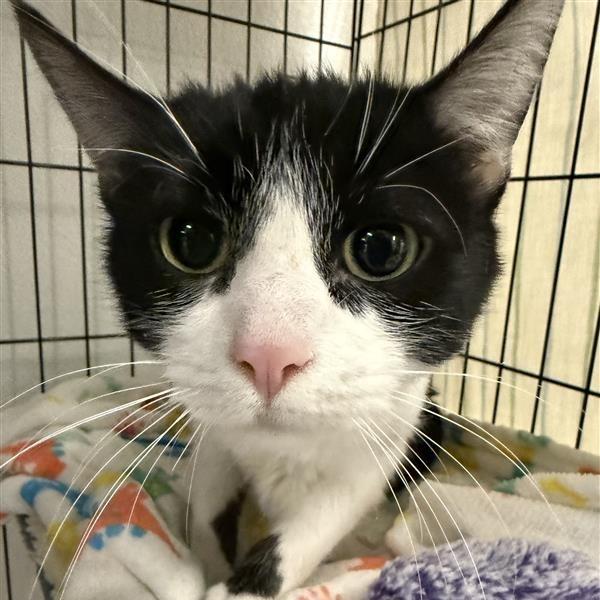 Enlarge Parmesan, a Adoptable Domestic Short Hair in Mount Shasta, CA image 2/6