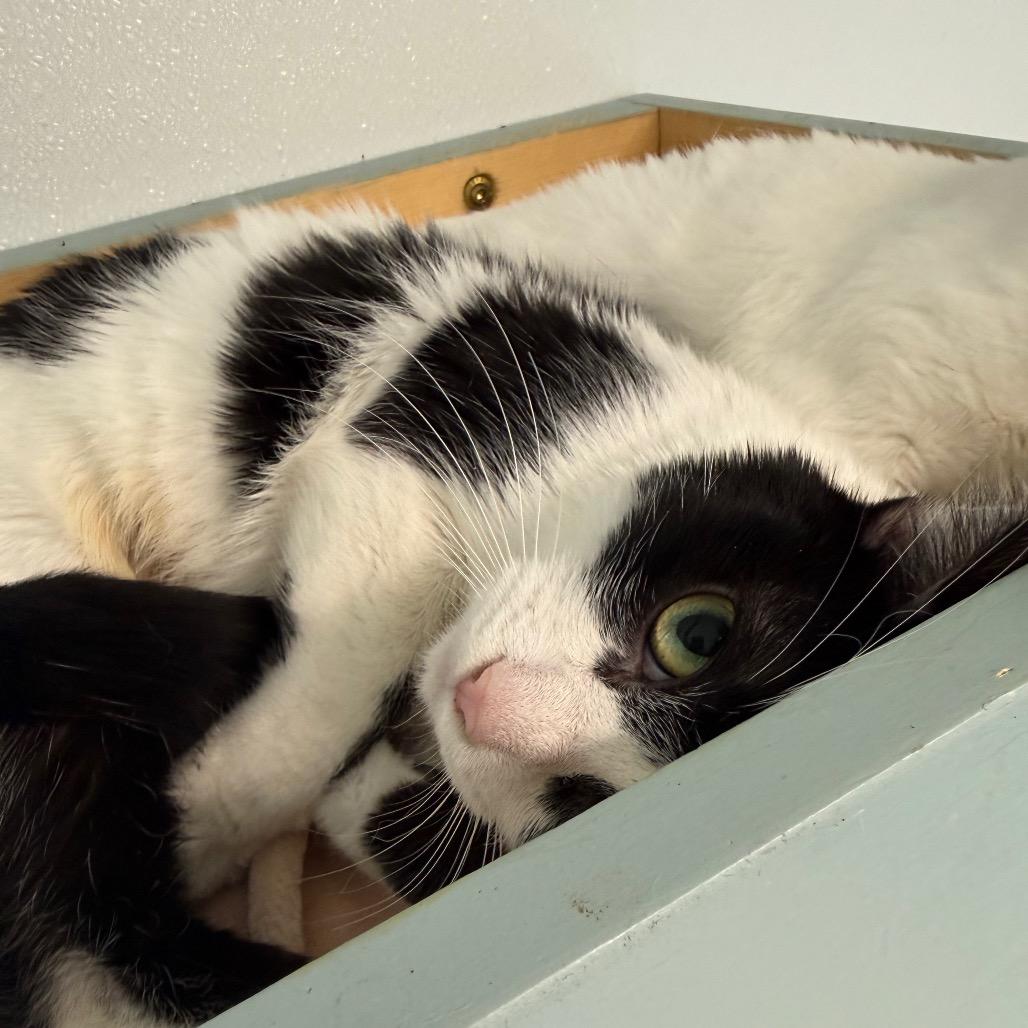 Parmesan, a Adoptable Domestic Short Hair in Mount Shasta, CA image 1/3