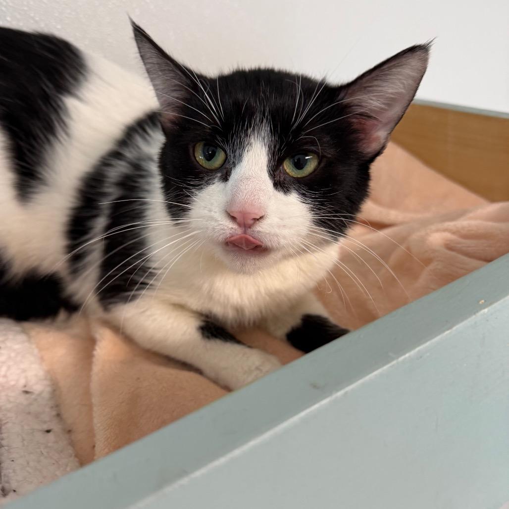 Parmesan, a Adoptable Domestic Short Hair in Mount Shasta, CA image 2/3