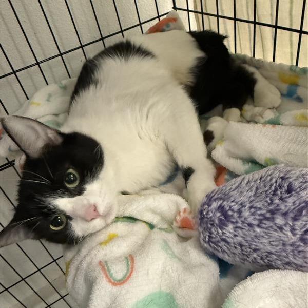 Enlarge Parmesan, a Adoptable Domestic Short Hair in Mount Shasta, CA image 6/6