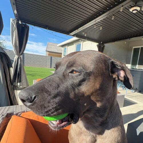 Mr. Brown, Adoptable, Young Male Pit Bull Terrier & Catahoula Leopard Dog.