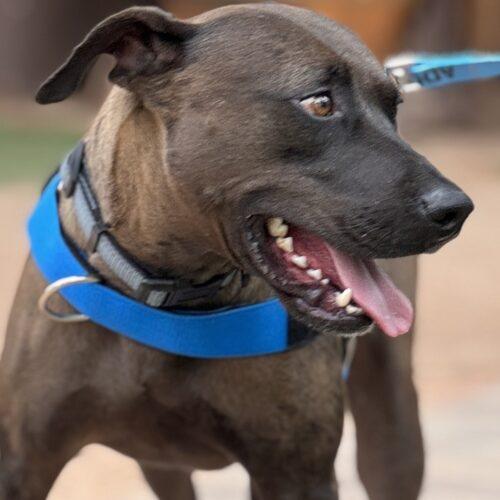 Enlarge Mr. Brown, a Adoptable mixed breed in Glendale, AZ image 2/5