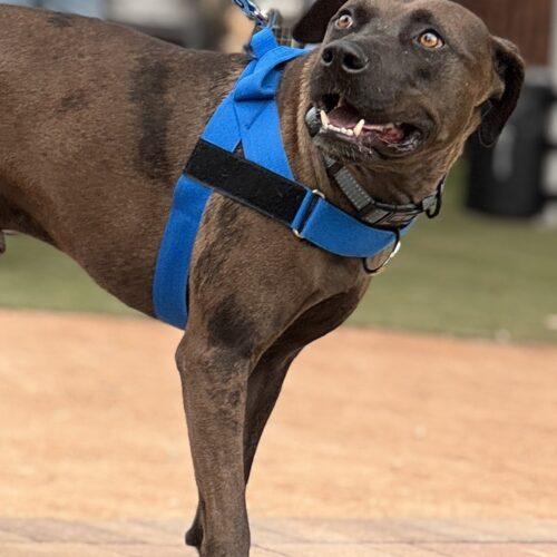 Enlarge Mr. Brown, a Adoptable mixed breed in Glendale, AZ image 3/5