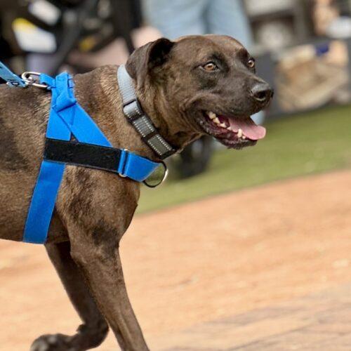 Enlarge Mr. Brown, a Adoptable mixed breed in Glendale, AZ image 4/5