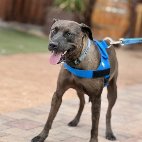 Enlarge Mr. Brown, a Adoptable mixed breed in Glendale, AZ image 5/5