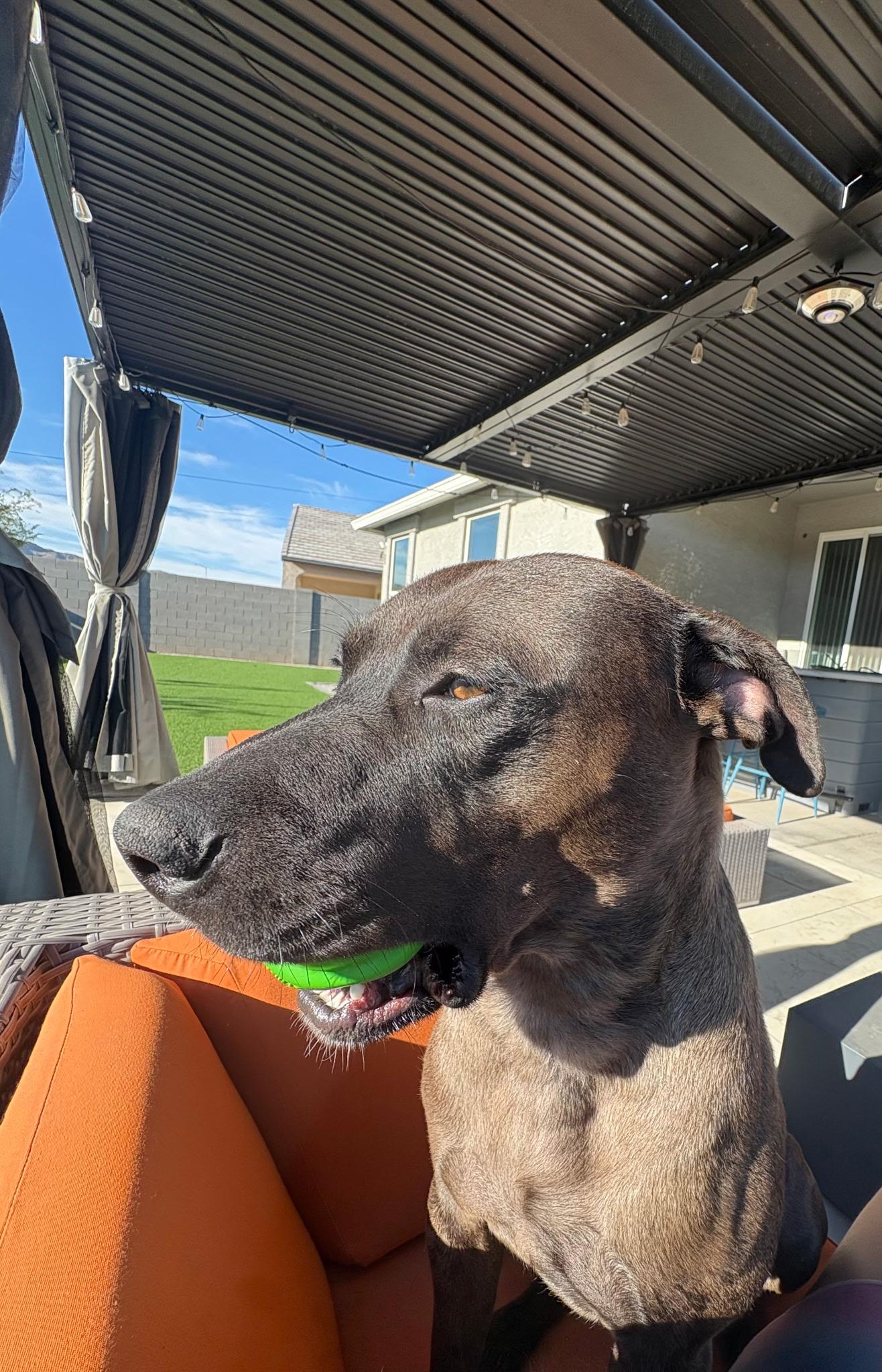 Mr. Brown, Adoptable, Young Male Pit Bull Terrier & Catahoula Leopard Dog.
