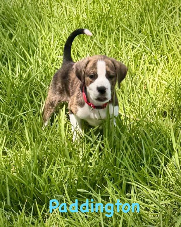 Bear Litter - Paddington, Adoptable, Puppy Male Boxer.