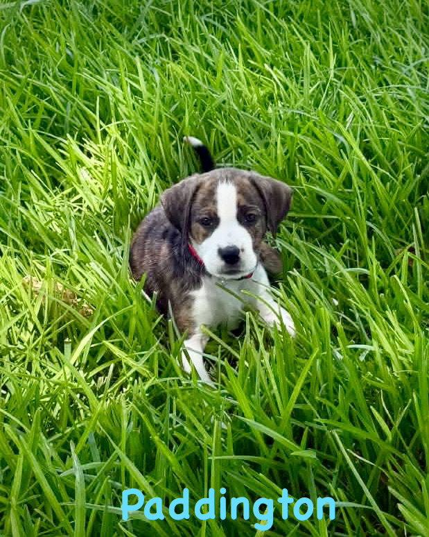 Enlarge Bear Litter - Paddington, a Adoptable Boxer in Monticello, NY image 2/3