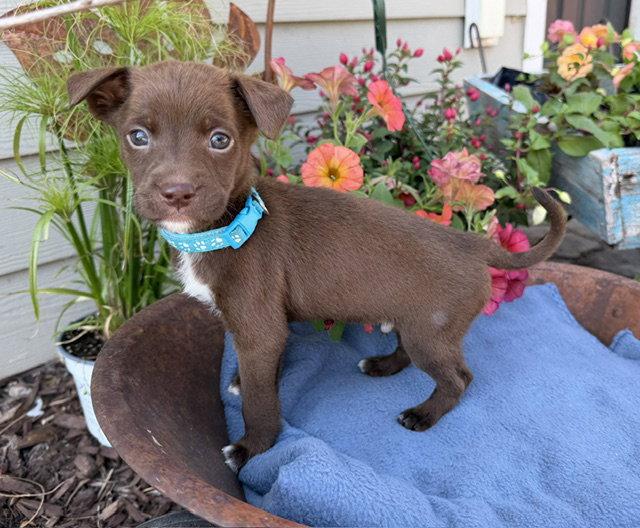 Willmar, Adoptable, Puppy Male Labrador Retriever & Pit Bull Terrier.