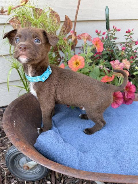 Willmar, a Adoptable mixed breed in Duluth, MN image 2/2