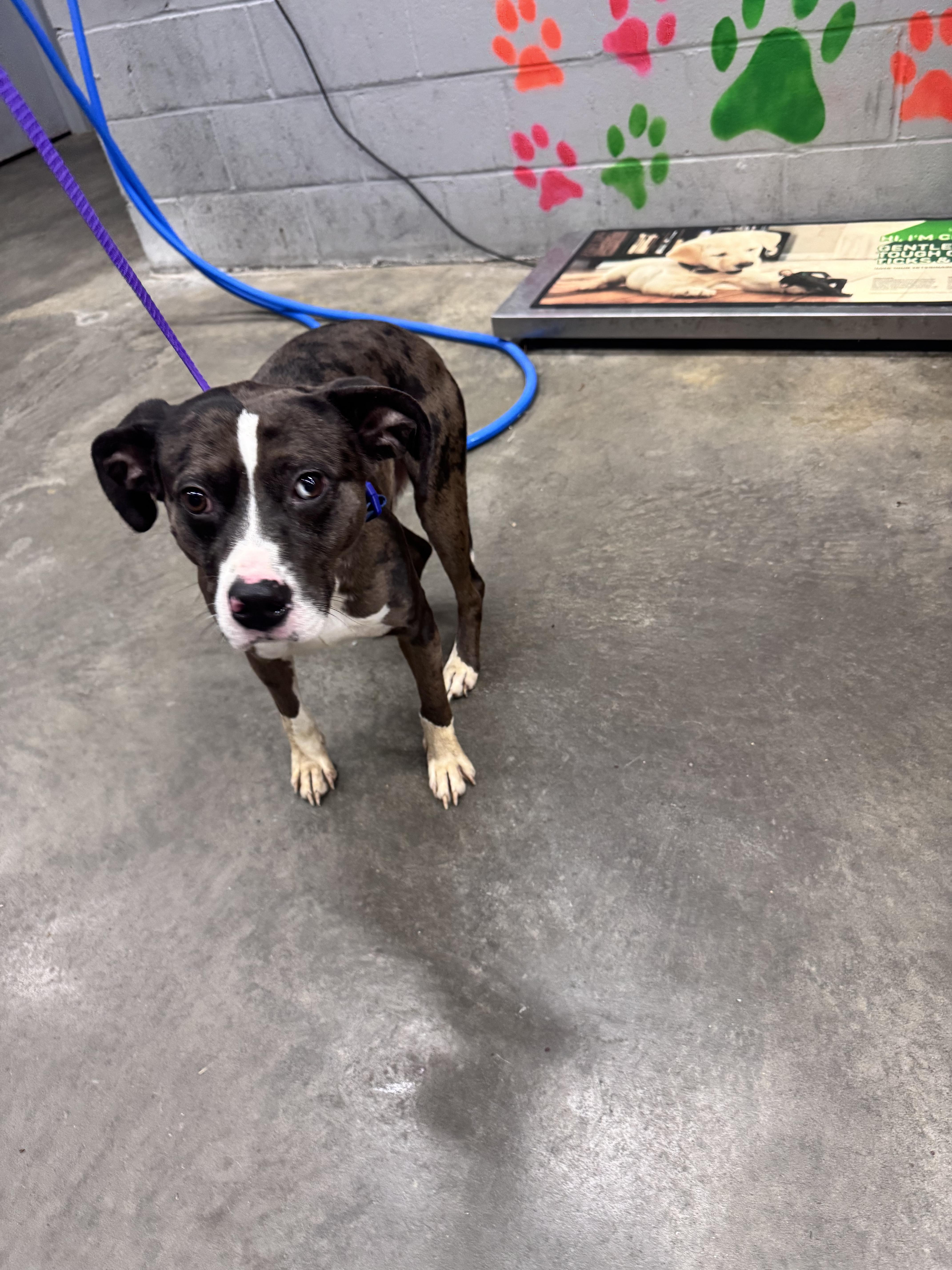 Enlarge Barney , a ADOPTABLE mixed breed in Elizabethtown, NC image 1/1
