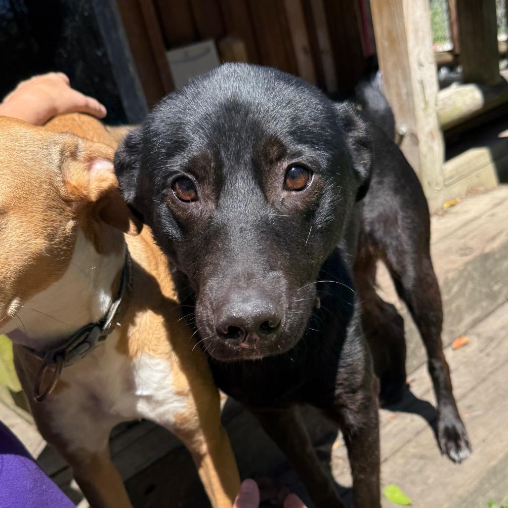 Tilly, Adoptable, Adult Female Cattle Dog & Labrador Retriever.