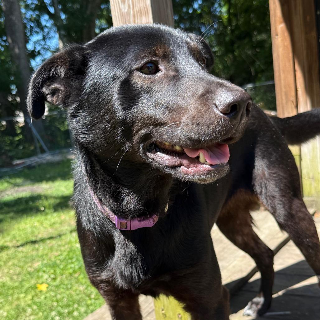 Enlarge Tilly, a Adoptable mixed breed in Irvington, AL image 2/4