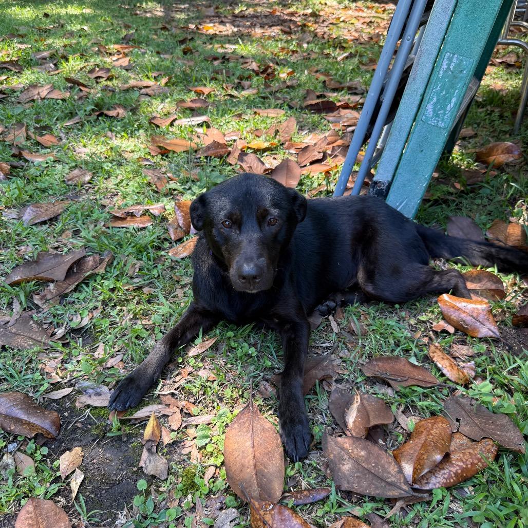 Enlarge Tilly, a Adoptable mixed breed in Irvington, AL image 3/4