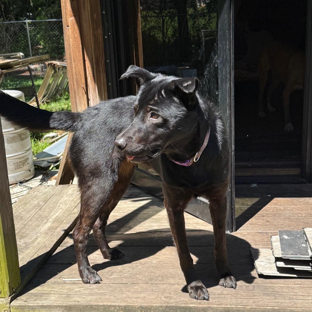 Enlarge Tilly, a Adoptable mixed breed in Irvington, AL image 4/4