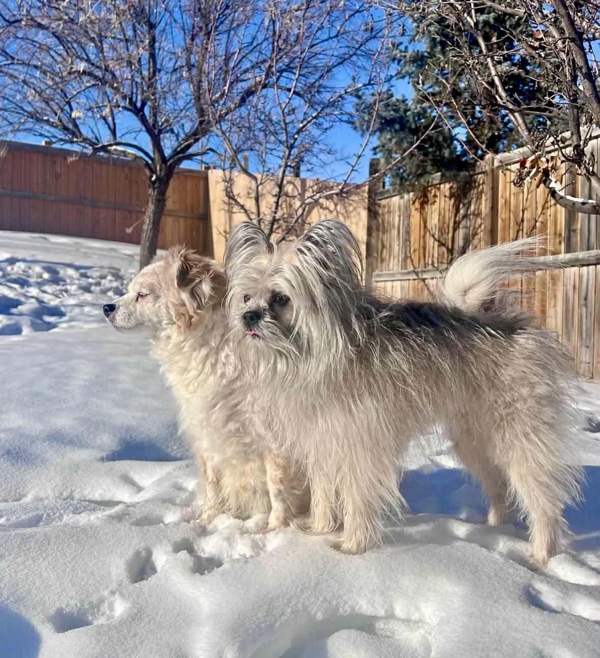 Enlarge Rascal and Cece, a ADOPTABLE mixed breed in Edmonton, AB image 2/5